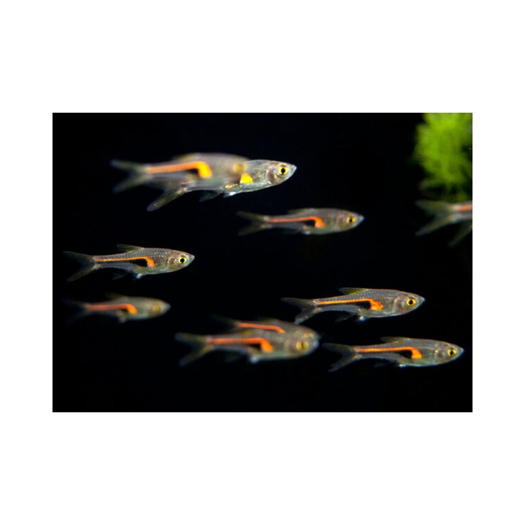 Rasbora hengeli - imagine 4